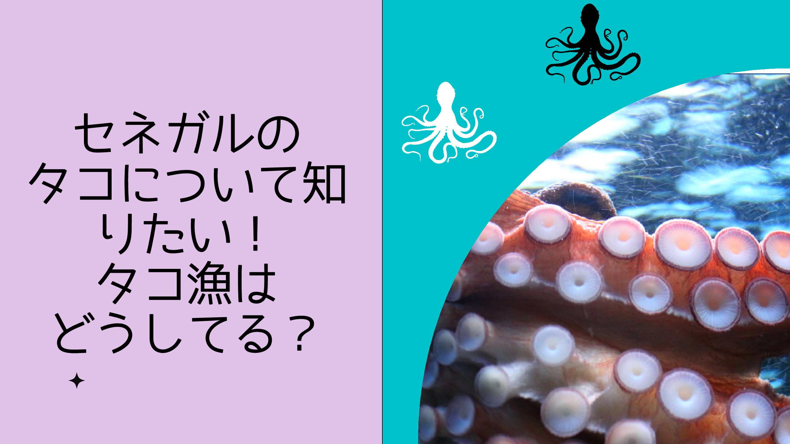 セネガルのタコについて知りたい タコ漁はどうやっている プッカログ